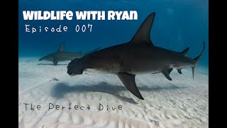 WILDLIFE WITH RYAN EP 007 quot The Perfect Divequot  Hammerhead Sharks in paradise [upl. by Welker]