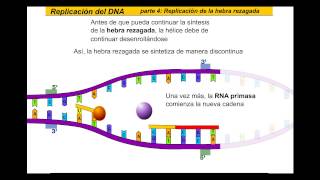 Replicación del ADN Español [upl. by Tyler]