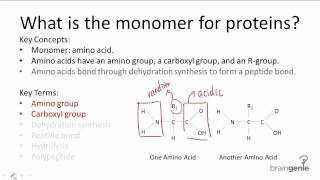 122 What is the monomer for proteins [upl. by Ahselak274]