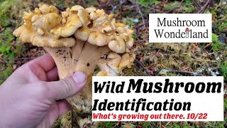 Wild Mushroom Identification Whats growing  October 2022 [upl. by Adgam]