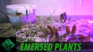 Fastest Way To Grow Aquatic Plants  Emersed Growth [upl. by Kcyrred152]