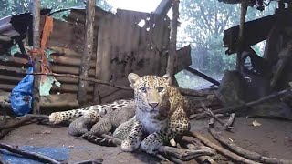 Heartwarming  Mama leopard gives birth to four cubs inside farmers hut  Eco Echo  Maha Forest [upl. by Esile]