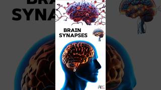 Brain Synapses medical animation 3d short BiologywithAliya [upl. by Farver]