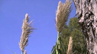 CAÑA Arundo donax wwwriomoroscom [upl. by Agate]