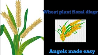 Wheat 🌾 plantfloral diagram [upl. by Lengel]