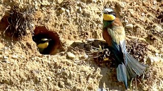 Beeeater Chick Fed At Nest Entrance By Parents  Norfolk Bee Eaters [upl. by Faxon962]