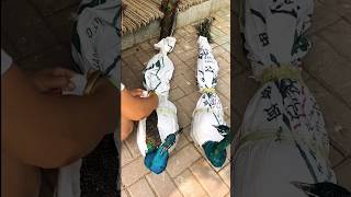 বাপরে 🥶🥶 বাচলাম এভাবে কেউ প‍্যকেট করে shortvideo peacock peacockrangoli bangla [upl. by Llertnor656]