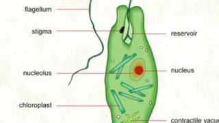 WHAT ARE EUGLENA  THE BASICS 2021 [upl. by Sprung253]