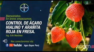 Control de ácaro hialino y arañita roja en fresa  Agro Bayer Perú [upl. by Mchale527]