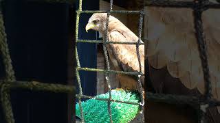 Yellow Billed Kite [upl. by Amsab]