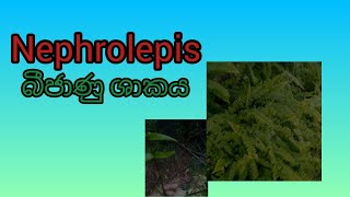 Nephrolepis බීජාණු ශාකය [upl. by Nnaaras]