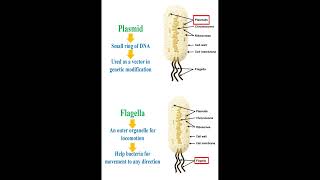 Plasmid and Flagella Organelles geneticteacher [upl. by Aneladgam531]