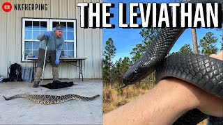 We Found the Biggest Rattlesnake Ive EVER SeenEastern Indigo Snake Survey [upl. by Russell]