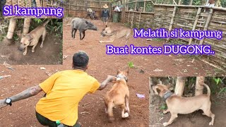 MELATIH SI KAMPUNG BUAT KONTES DUGONG  KONTES TERNAK [upl. by Crotty311]