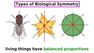 Organization and Symmetry in Kingdom Animalia [upl. by Ssej]