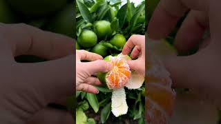 Fresh Mandarin oranges fruitcutting fruitgarden viral fruit [upl. by Sparke955]