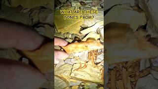 Bones found in deep pit what are they from bones cave rockclimbing [upl. by Aehtorod]