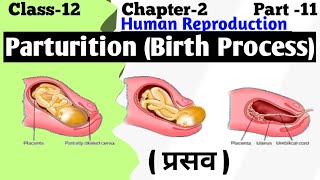 Parturition and Lactation  Human Reproduction  Embryology [upl. by Longerich440]