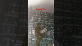 Loyyan pangasius fillet  seafood  canadafish seefishing seefood fillit fishmandi eid bakra [upl. by Brine883]