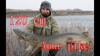 Mongolia 2018  Amur pike 120 cm Khalkhyn river fishing expedition [upl. by Silsby]