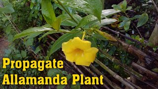 How to Propagate Allamanda Plant from Cutting  Grow Allamanda Plant with Update [upl. by Aroda742]