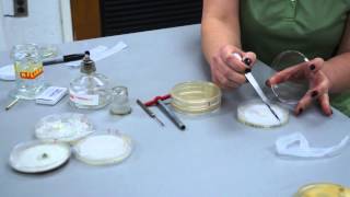 Forest Pathology  transferring fungal cultures [upl. by Glinys51]