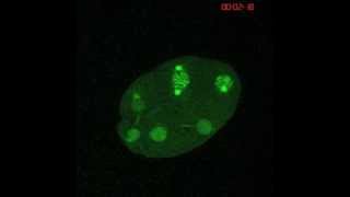 C elegans early cell divisions [upl. by Kcyrred]