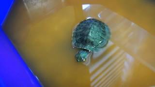 Treatment of Respiratory infection baby turtle Part 2 [upl. by Eidnam]