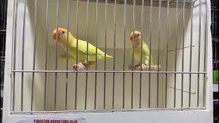 Home Breed Creamino Opaline pair available for sale at A M K Aviary Hyderabad Sindh [upl. by Tadeas]