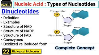 Dinucleotide  NAD NADP FAD  Structure and Function  Complete Concept [upl. by Eadwina194]