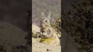 Viscacha The Charming HighAltitude Rodent of the Andes Mountains [upl. by Nipahc]