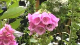 The Digitalis genus foxgloves [upl. by Loreen]