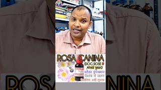 rosa canina mother tincture uses  dog rose for dysuria and burning pain of urine [upl. by Atiluap]