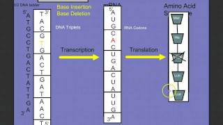 Introduction to Protein Synthesis [upl. by Ardiek526]