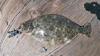 How to catch HALIBUT from a pier Fishing at Malibu beach pier [upl. by Hsitirb]