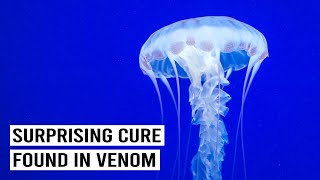 How Deadly Toxins From Undersea Predators Are Healing Humans [upl. by Ludovick]