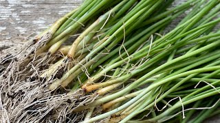 Starting Onions from Seed [upl. by Stacie]