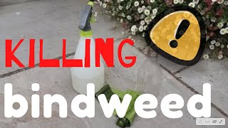 Killing BINDWEED  The SIMPLE way bindweed [upl. by Solokin]