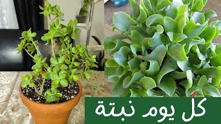 كل يوم نبتة الحلقة 44 كراسولا أوفاتا One plant a day Crassula Ovata [upl. by Natanhoj679]