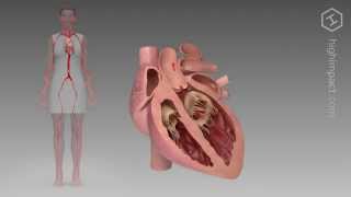 Normal Cardiac Function [upl. by Hyacinthie]