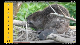 Biber Sichelschwanz auf seiner Burg Castor fiber  Beaver  Europäischer Biber  Eurasian Beaver [upl. by Demodena966]