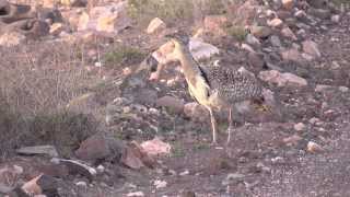 Kragentrappen auf Fuerteventura Kurzversion Outarde Houbara Bustards [upl. by Pernell814]