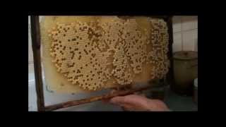 Easy Harvesting Bee LarvaePupae  Hachinoko [upl. by Thistle]