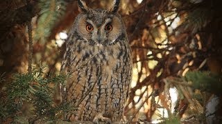 Ransuil Longeared Owl Waldohreule Asio Otus [upl. by Halley268]