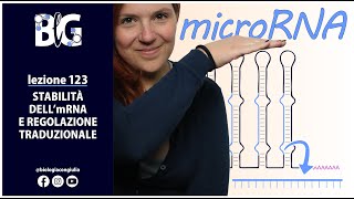 STABILITÀ dellmRNA e REGOLAZIONE TRADUZIONALE  i microRNA o miRNA [upl. by Romney]