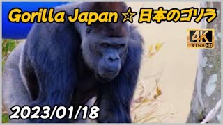 Kiyomasa challenges Shabani！20230118 🦍 シャバーニに挑むキヨマサ！ [upl. by Evaleen969]