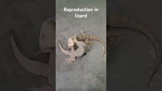 Reproduction in lizard 🦎🦎🦎 [upl. by Aldric642]