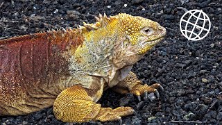 Santa Cruz Galapagos Ecuador Amazing Places 4K [upl. by Eidarb]