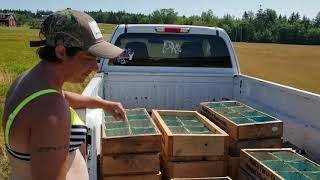 Welch Farm Harvesting Wild Blueberries [upl. by Kitti615]