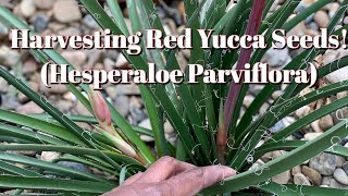 17 Harvesting TONS of Hesperaloe Parviflora Red Yucca Seeds [upl. by Einahc]